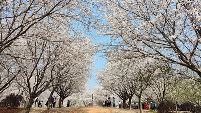 【特价99】3月16日-驴行记-武汉周边最美樱花村-休闲一日游