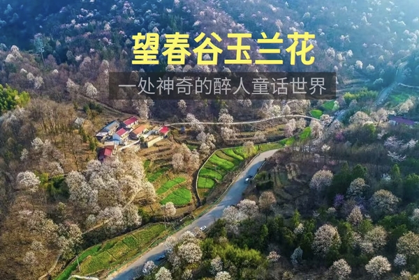 【特价398】3月7-8日-休闲新线-望春谷赏玉兰花海-寻古六尺巷-漫游三河古镇，休闲2日游